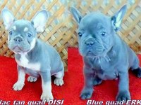 Sevimli mavi gözlü french bulldog yavrularımız izmir de