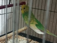 Uygun Fiyata Verilecek Muhabbet Kuşu Gelen Alır