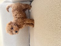 2 AYLIK MALTİPOO DİŞİ