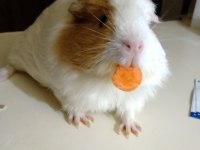 Yavru ginepig