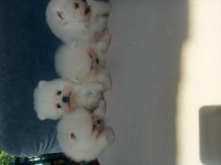 Teacup kar beyaz pomeranian yeni yavrular