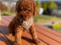 Max 2 Kg Olacak Poodle Bebekler