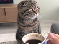 Scottish fold