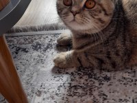 Kedimiz Ücretsiz sahiplendirilecek