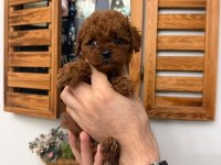 Teacup poodle yavru