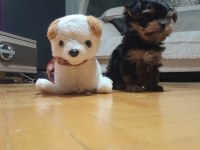 Teacup Yorkshire Terrier