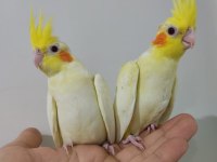 Full evcil lutino sultan papağanı kırmızı göz bebekler