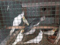 Albino, lutino, pied sultan papağanı yavruları
