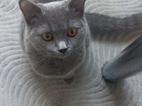 Irkının tüm özelliklerini taşıyan oyuncu british shorthair