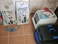 Bakımlı evcil ev kedisi gri dişi scottish fold