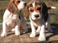 Irk Ve Sağlık Garantili Beagle Yavrular
