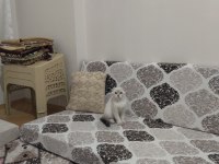 Orjinal safkan scottish fold