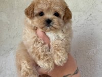 Maltipoo yavrularımız
