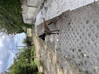 Belçika malinois maskeli