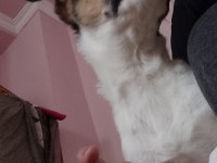 4 aylık dişi jack russell