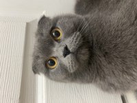 Scottish fold kızımız mia sahiplendirilecektir