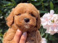 MALTİPOO MINIK MI MINIKLER