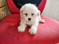 Maltese teacup yavru köpeğimiz