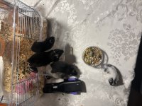 Yavru Hamster