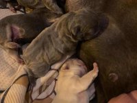 French Bulldog BEBEKLER İÇİN İLETİŞİM