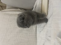 Safkan A kalite Yavrular Scottish Fold Erkek