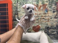 Teacup chihuahua dişi yavrumuz @petclubadanaa