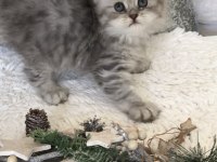 Silver Tabby longhair dişi kedimiz