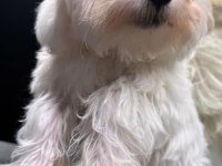 Maltese terrier 5 aylık erkek