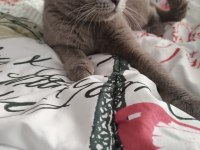Scottish fold lilac kedimiz