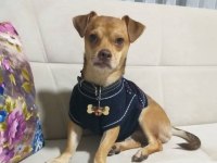 5 yaşında chihuahua
