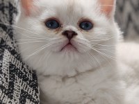 Safkan British Shorthair Yavrular