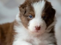 Erkek merle çok kaliteli border collie