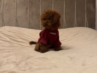 Kore poodle 5 aylık dişi