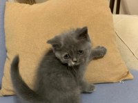 British shorthair yavrularımız