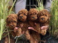 Red Toy Poodle Yavrularım