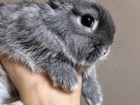 Üst kalite safkan netherland dwarf tavşanlar