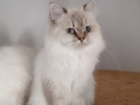 Scottish straight blue point longhair