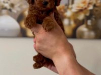 Kuşadası Sağlıklı Özel Toy Poodle Bebekler