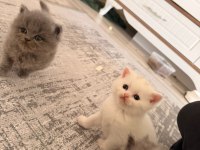 Safkan Yurt Dışından Gelen British Longhair Yavruları