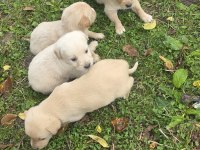 Yavru Golden Retriever 4 Erkek 3 Dişi