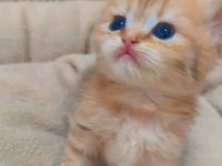 British Shorthair Ve British Longhair
