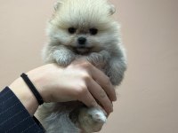 Çok özel safkan teddy face tea cup pomeranian