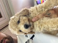 Orjinal 3 Aylık Günü Gelen Aşıları Yapılı Maltipoo
