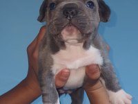%100 IRK GARANTİLİ FRANSIZ BULLDOG YAVRULARI