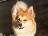 Pomeranian alman spitz karma