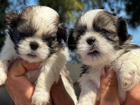 Shih tzu şitsu yavrular