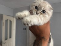 Scottish Fold Yavrular Irk Sağlık Garantili