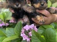 Mini boy dişi teacup yorkshire terrier
