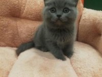 BRİTİSH SHORTHAİR YAVRU KEDİLER