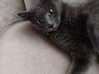 11 Aylık Temiz Bakımlı Scottish Fold